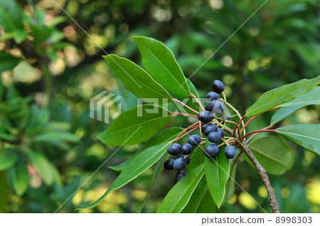 新鮮水果飛 8998303