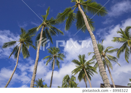 Pacific Resort in Palau 8998322