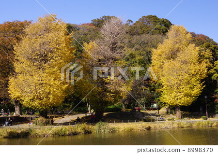 Ginkgo biloba of Akira temple Ginkgo biloba of Akira temple 8998370