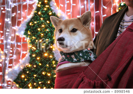 Shiba Inu and Christmas 8998546