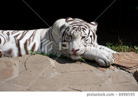 White Tiger White Tiger 8998595