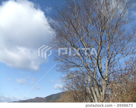 死樹 死樹 8998673