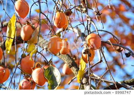 persimmon 8998747
