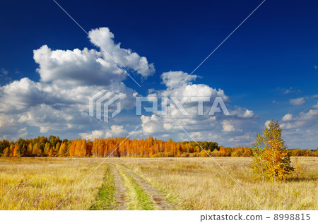 Golden autumn 8998815