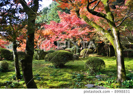 Autumn Nine Years Autumn Nine Years 8998831