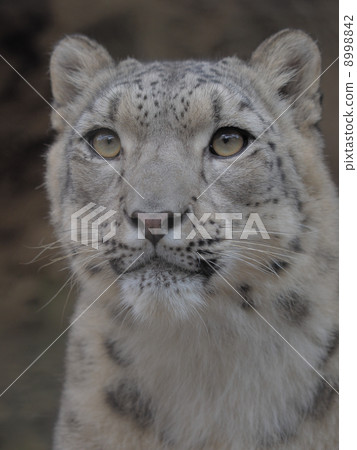 Snow leopard's face Snow leopard's face 8998842