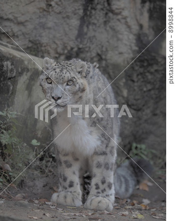 無所畏懼的雪豹 8998844