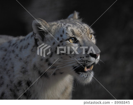 The face of a dignified snow leopard The face of a dignified snow leopard 8998845