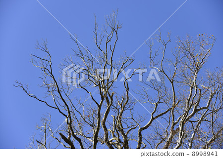 A fallen tree A fallen tree 8998941