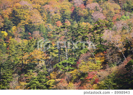 Ishigaru秋葉 8998943