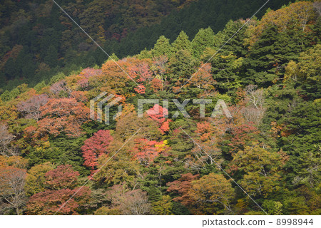 從Ishigome地平線的秋葉 8998944