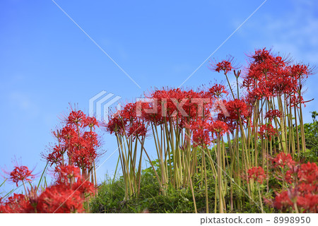 群集孤挺花 8998950