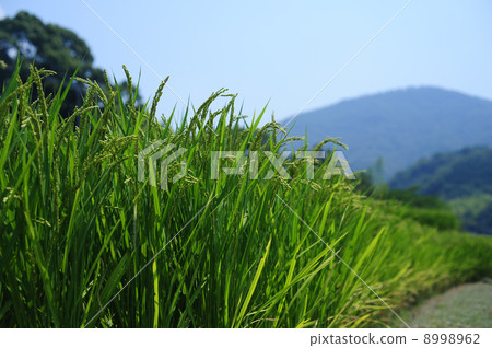 Rice terrace 5 in Nakayama 8998962