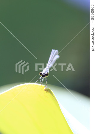 Ittombo Ittombo 8998963