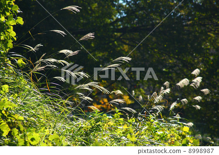 Ogi的耳朵 8998987