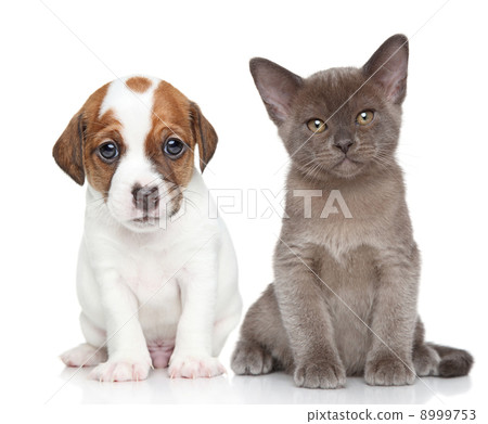 Puppy and kitten on white Puppy and kitten on white 8999753