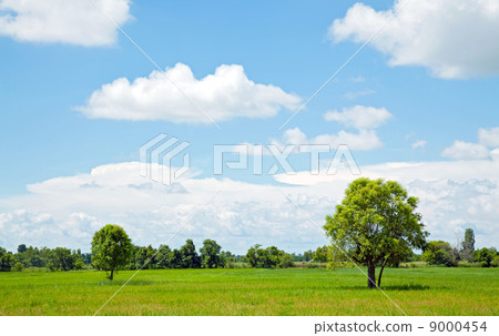 Alone Tree Alone Tree 9000454