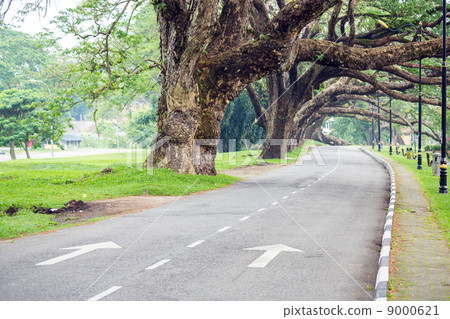 Street in Lake garden 9000621