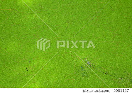 Water Weed Background Water Weed Background 9001137
