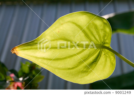 leaf 9001249