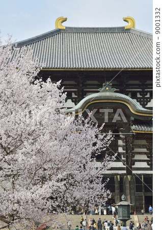 Todaiji Temple Hinode櫻花樹 Todaiji Temple Hinode櫻花樹 9001332