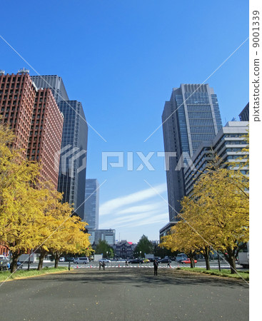 Gingko lined row of row of rows 9001339