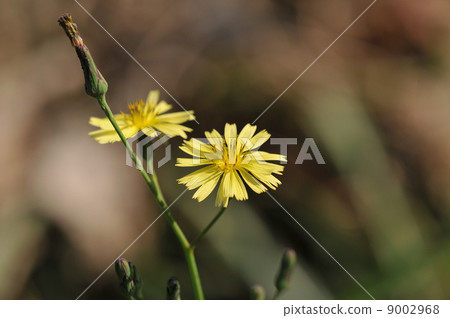 Akinonogi Akinonogi 9002968