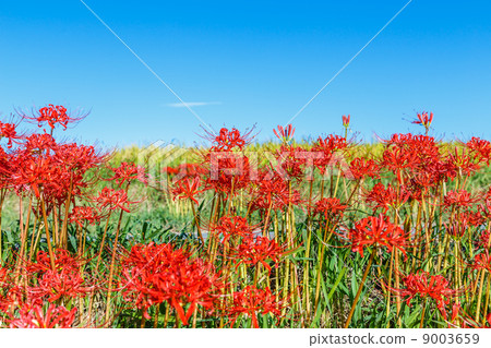 Cluster amaryllis 9003659