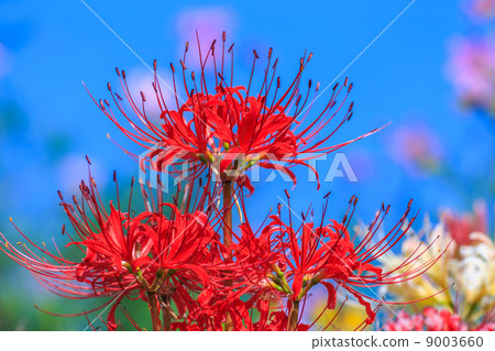 Cluster amaryllis 9003660