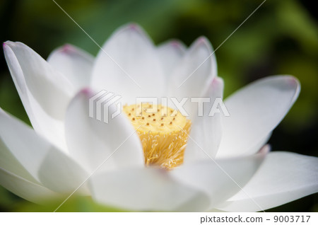White ancient lotus 9003717