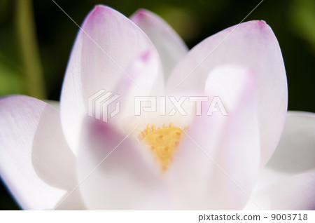 一朵略帶粉紅色的古蓮花1 9003718