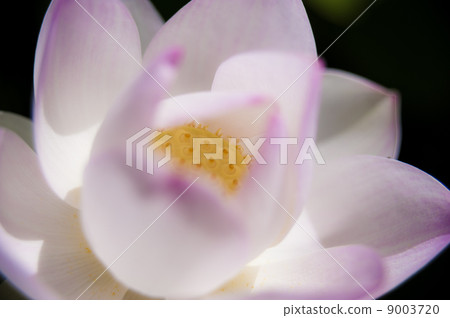 A slightly pink ancient lotus 3 9003720