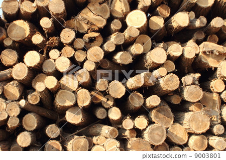 A mountain of logs A mountain of logs 9003801