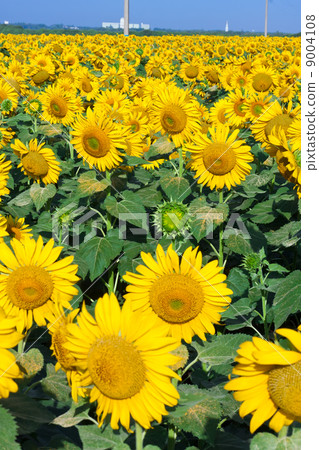 Sunflowers 9004108