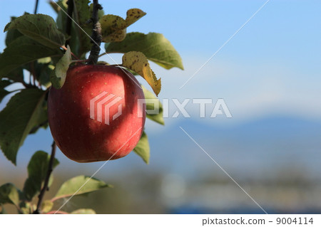 秋天的風景 9004114