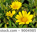 Gazania 9004985