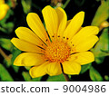 Gazania 9004986