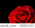 Red rose closeup on back blackground wallpaper 9005323