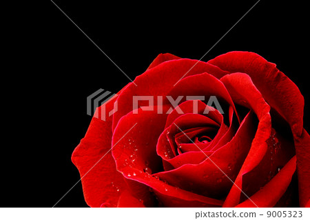 Red rose closeup on back blackground wallpaper 9005323