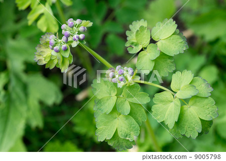 Buds of larch Buds of larch 9005798