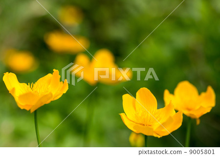 Chishima親屬蜂植物 9005801