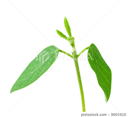 Soy plant Soy plant 9005928