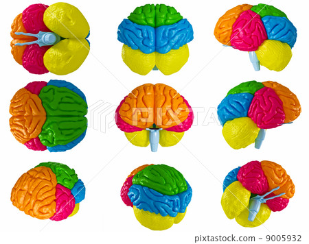 Human brain Human brain 9005932