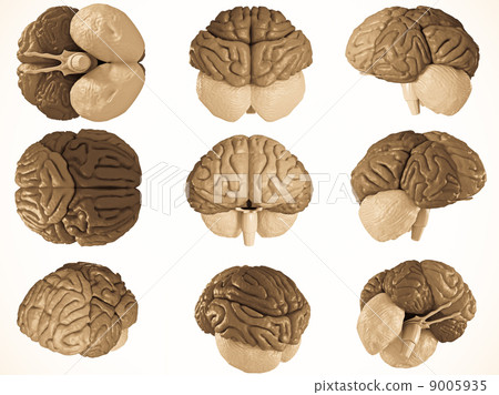 Human brain Human brain 9005935