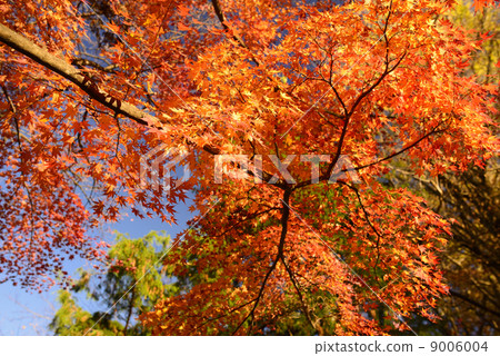 Autumn leaves Tochigi Prefecture 9006004