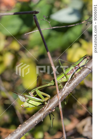 交配後雌性吃雄性 9006091