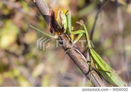 交配後雌性吃雄性 9006092