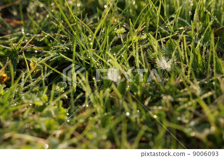 早晨露水草 9006093