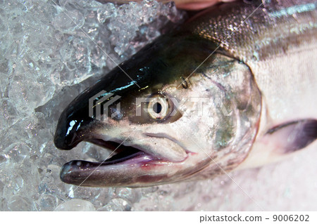 salmon  9006202