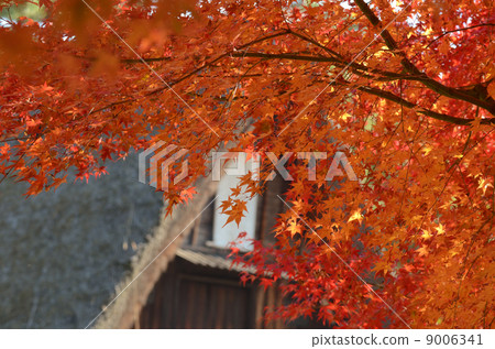 Autumn leaves and private houses 9006341